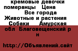 кремовые девочки померанцы › Цена ­ 30 000 - Все города Животные и растения » Собаки   . Амурская обл.,Благовещенский р-н